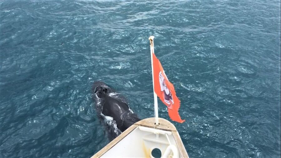 Reykjavik: Whale Watching Excursion & Whale Exhibition - What you might spot: the common species in Icelandic waters