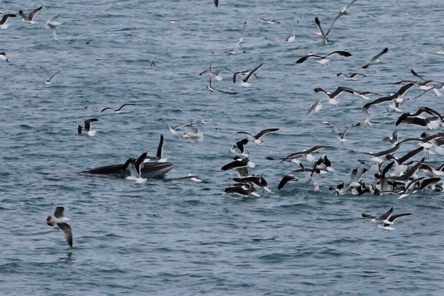 Reykjavik: Whale Watching Excursion & Whale Exhibition - When sightings are slow: the practical safety net