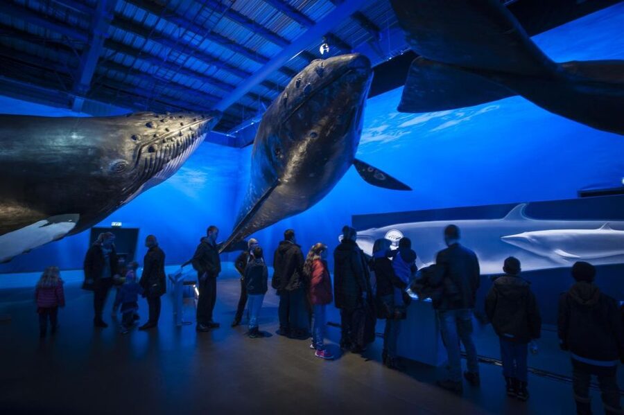 Reykjavik: Whale Watching Excursion & Whale Exhibition - Whales of Iceland exhibition: your second chance to connect the dots