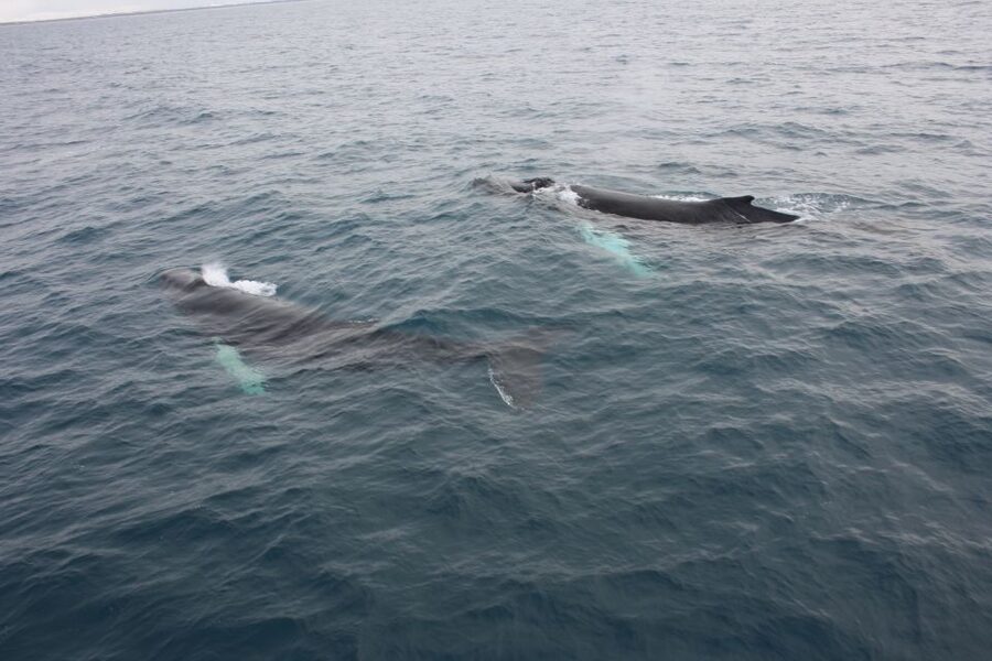 Reykjavik: Whale Watching Excursion & Whale Exhibition - The value of $160 per person, and who it makes sense for