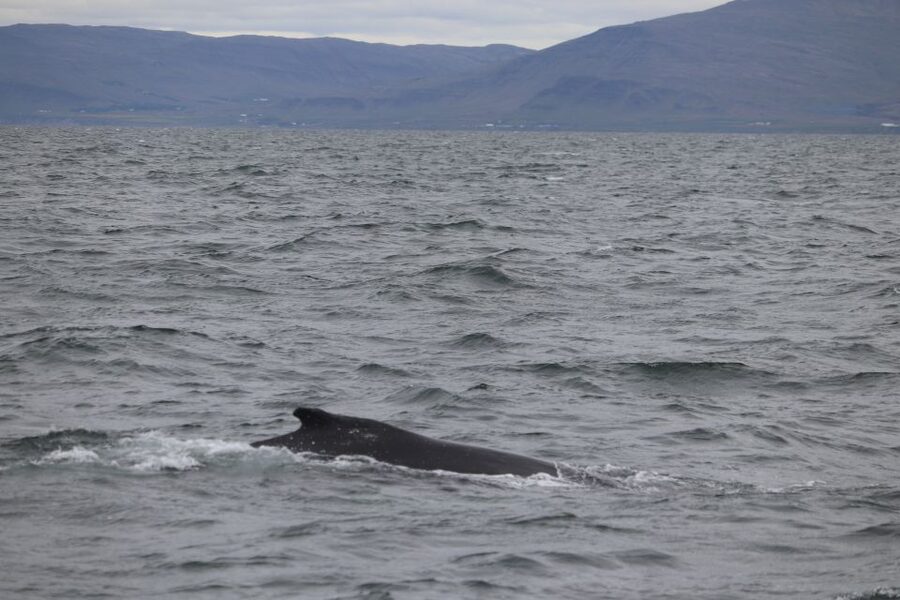 Reykjavik: Whale Watching Excursion & Whale Exhibition - Geirsgata 11 check-in, and how to start without stress