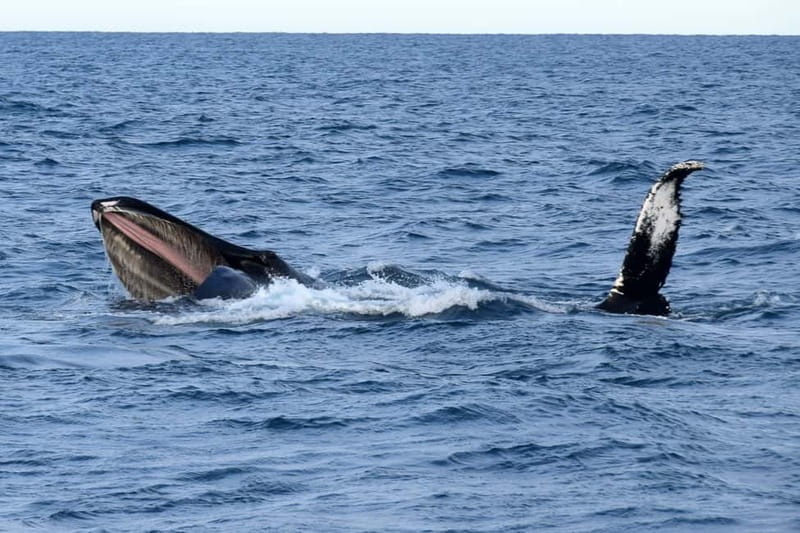 Reykjavik: Whale Watching Express - Key things to know before you go