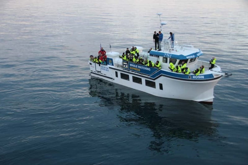 Reykjavik: Whale Watching Express - Reykjavík’s Whale Watching Express, built for your limited time
