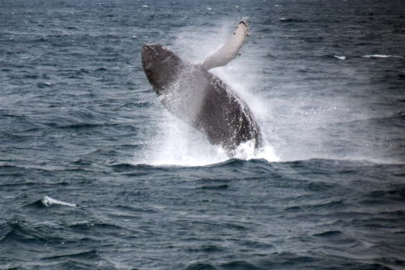 Reykjavik: Whale Watching Express - The 20 to 30 minute run out: fast boat fun with real-world comfort