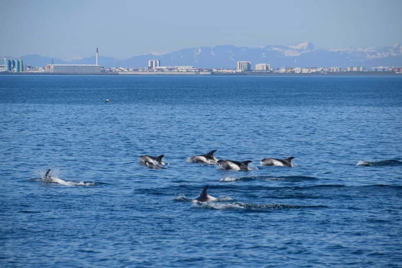 Reykjavik: Whale Watching Express - Onboard setup: warm overalls, Wi-Fi, and where to watch from