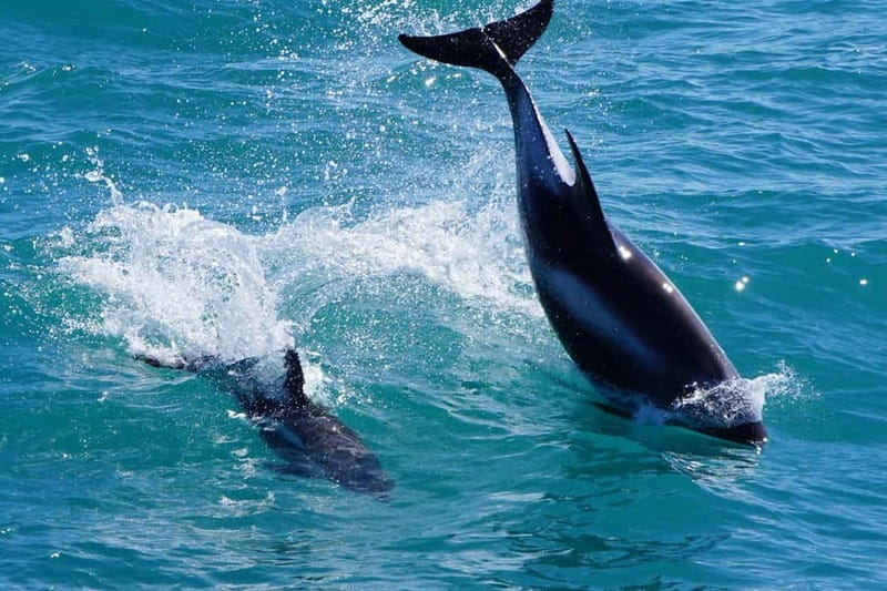 Reykjavik: Whale Watching Express - Guide commentary that helps you actually see what you came for
