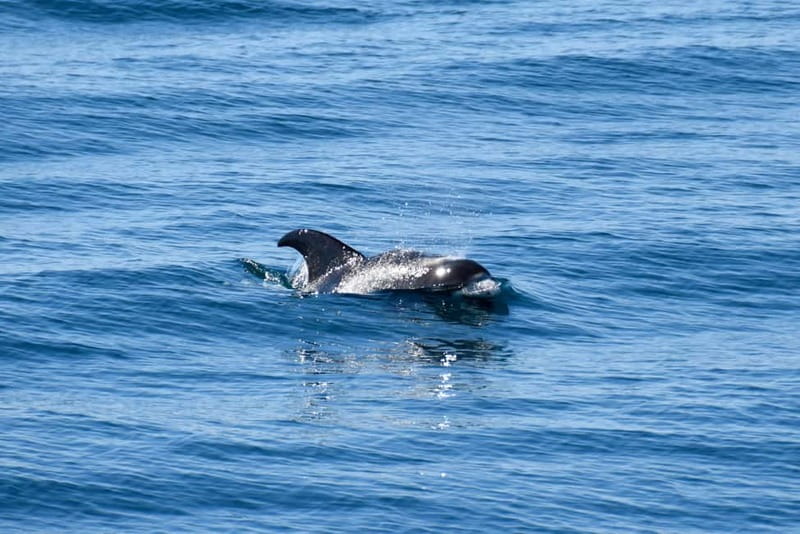 Reykjavik: Whale Watching Express - When conditions get choppy, the trip still works