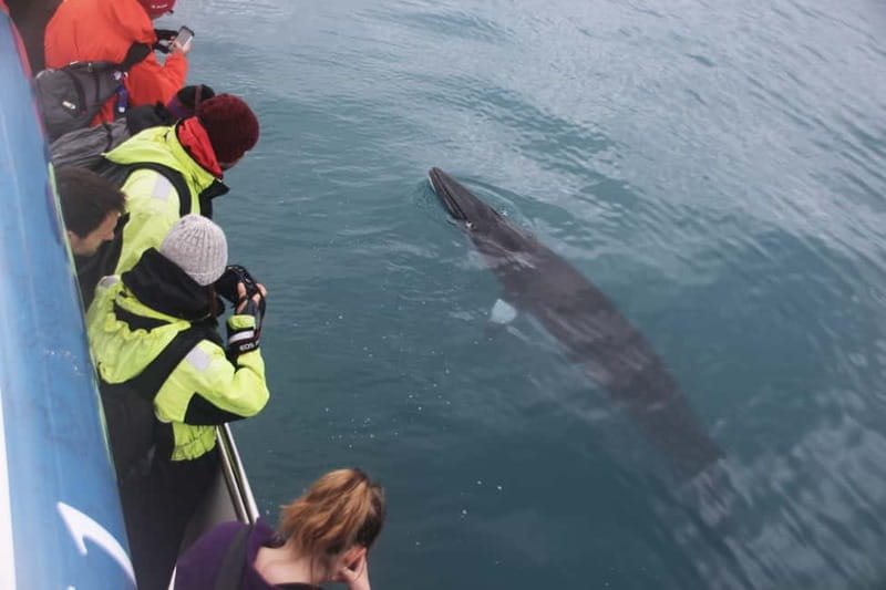 Reykjavik: Whale Watching Express - Onboard food and drink: not included, but easy to access