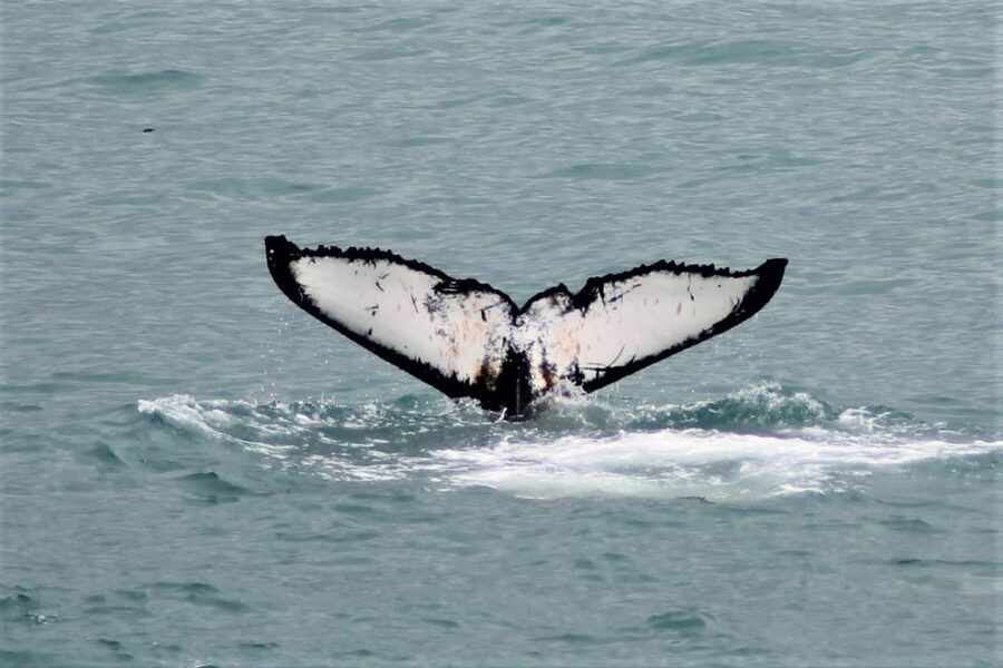 Reykjavik: Whale Watching in Faxaflói Bay & Live Lava Show - Key highlights you should know