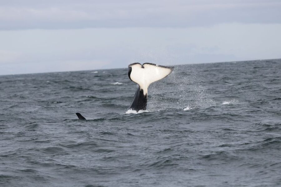Reykjavik: Whale Watching in Faxaflói Bay & Live Lava Show - Boat comfort in Iceland wind: overalls, indoor warmth, and onboard basics
