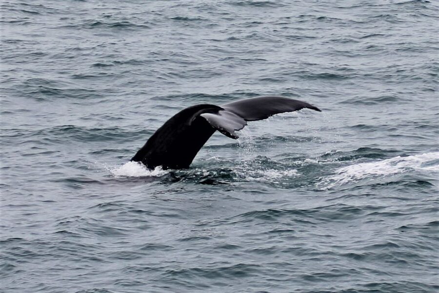 Reykjavik: Whale Watching in Faxaflói Bay & Live Lava Show - Price and value: is $154 per person a good deal?
