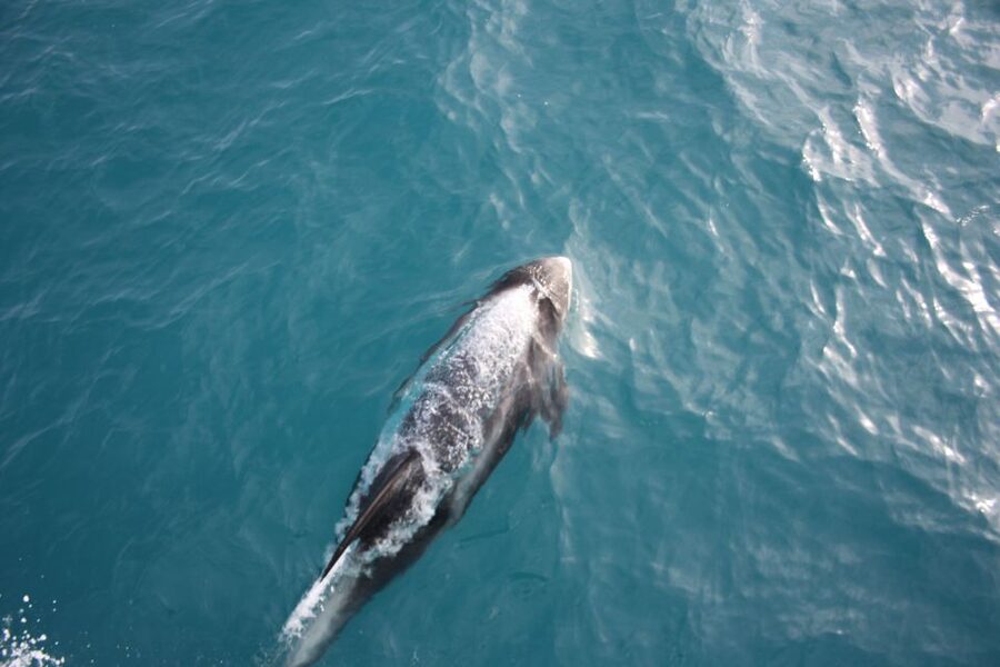 Reykjavik: Whale Watching in Faxaflói Bay & Live Lava Show - Whale watching from Old Harbour: what you’re really aiming to see