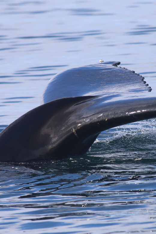 Reykjavik: Whale Watching Morning Expedition - Key things I’d watch for on this Reykjavik whale watching trip