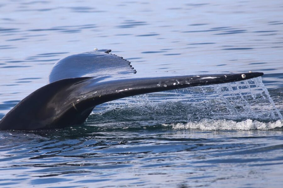 Reykjavik: Whale Watching Morning Expedition - Should you book this Reykjavik whale watching morning expedition?