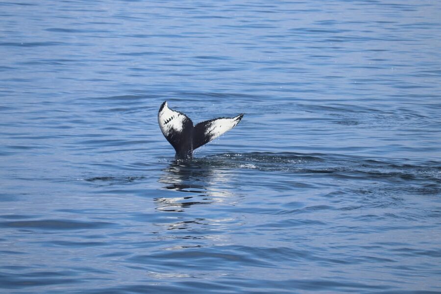 Reykjavik: Whale Watching Morning Expedition - Old Harbour start and the smooth 9:00 AM launch from Geirsgata 11