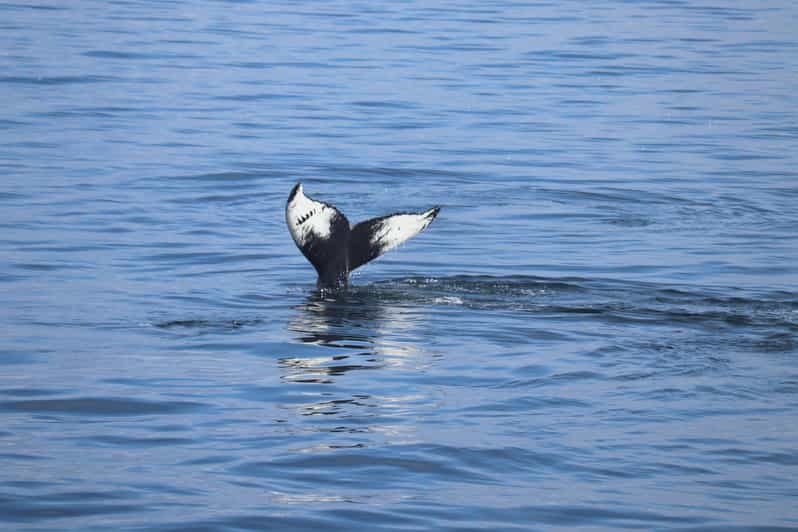 Reykjavik: Whale Watching Morning Expedition - What the tour’s “warm overalls plus indoor cabin” setup really changes