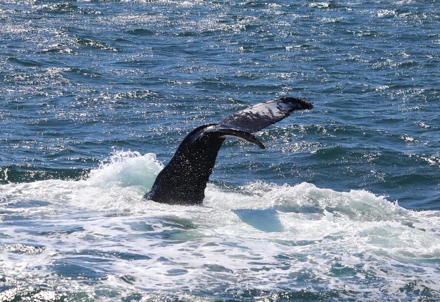 Reykjavik: Whale Watching Morning Expedition - Wildlife spotting plus birdlife overhead, not just whales
