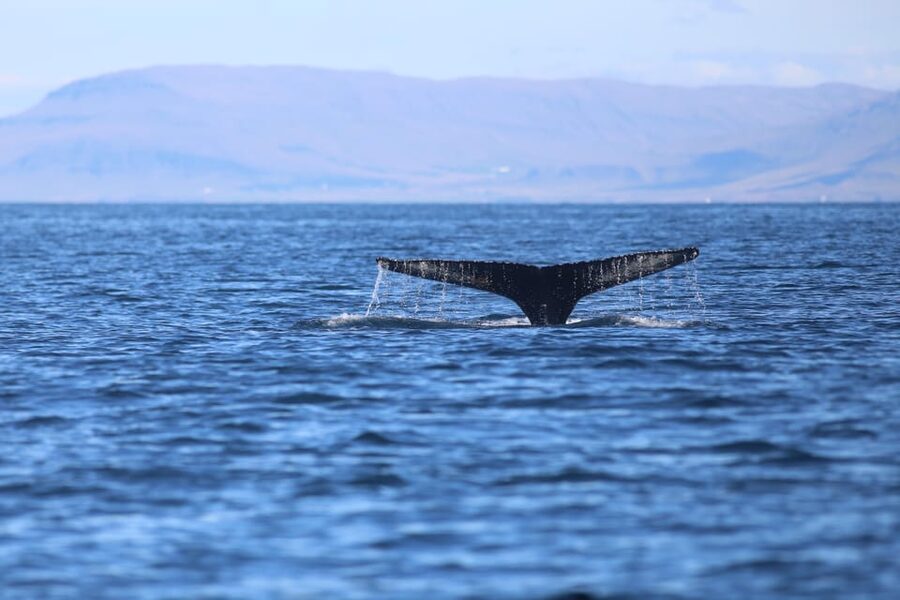 Reykjavik: Whale Watching Morning Expedition - On-board perks: bar drinks, free Wi-Fi, and seasickness support