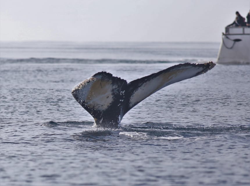 Reykjavik: Whale Watching Morning Expedition - How the 3.5-hour morning schedule plays in real life