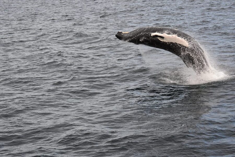Reykjavik: Whale Watching Morning Expedition - Price and value: is $103 per person fair for what you get?