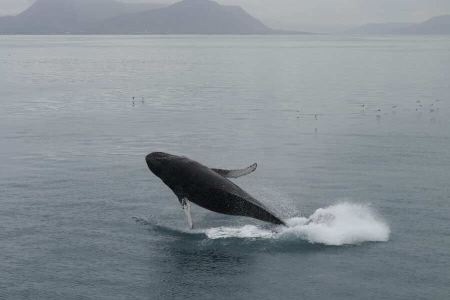 Reykjavik: Whale Watching Morning Expedition - Who should book this tour, and who might skip it