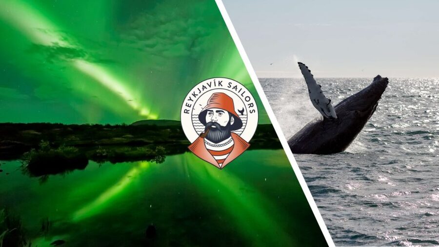 Reykjavik: Whale Watching & Northern Lights Combo Cruise - Key highlights to know before you go