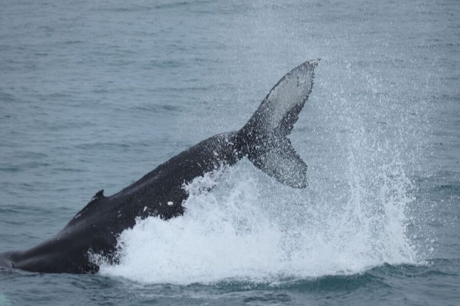 Reykjavik: Whale Watching & Northern Lights Combo Cruise - Morning on the water: What whale watching off Faxafloi feels like