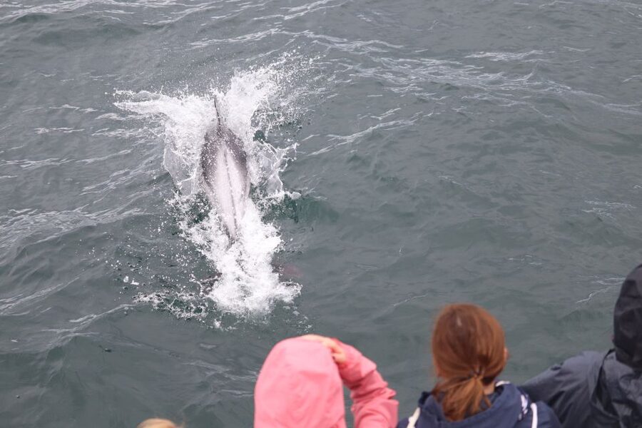 Reykjavik: Whale Watching & Northern Lights Combo Cruise - Reykjavik break time: How to plan for the gap between tours
