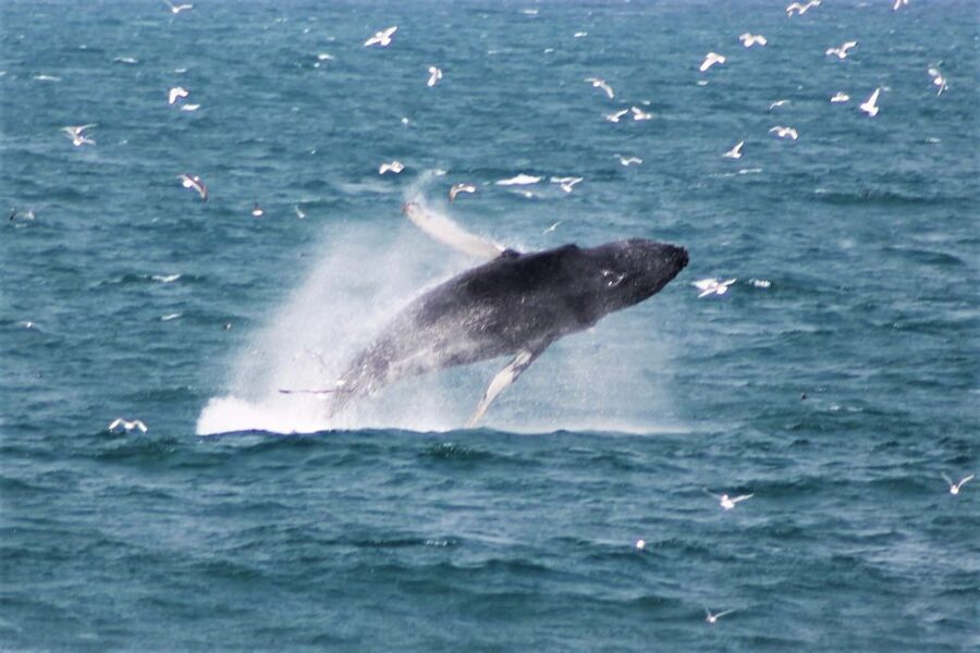 Reykjavik: Whale Watching & Northern Lights Combo Cruise - Evening Northern Lights cruise: Heated cabins and guided aurora hunting