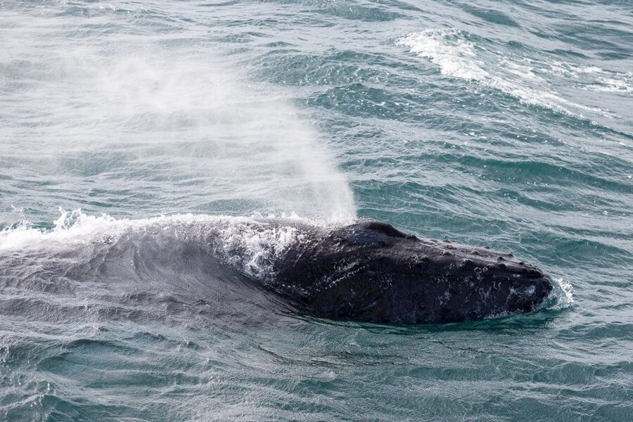 Reykjavik: Whale Watching & Northern Lights Combo Cruise - What comfort looks like on board: Overalls, toilets, WiFi, and seasickness help