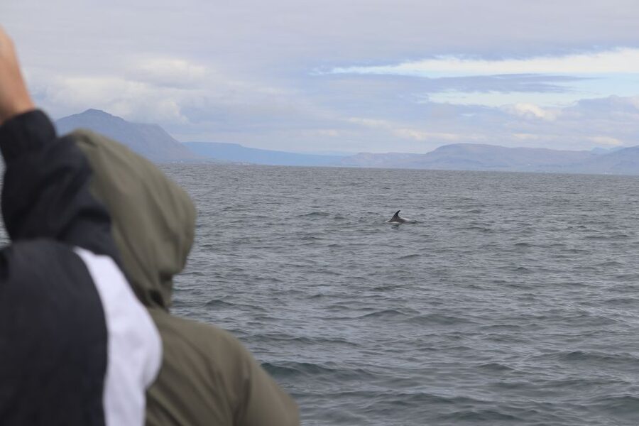 Reykjavik: Whale Watching & Northern Lights Combo Cruise - A note on boat sharing and environmental timing