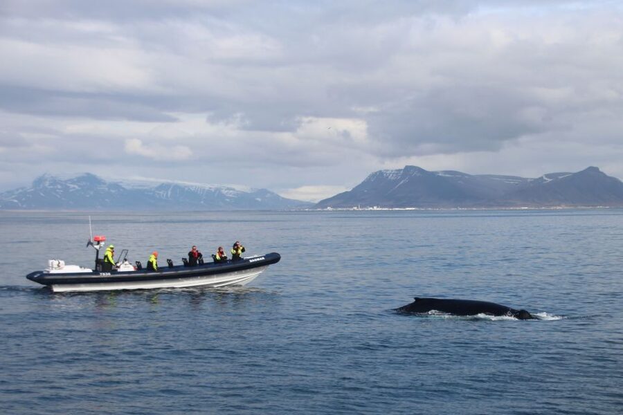 Reykjavik: Whale Watching Tour by RIB Boat - Why Faxaflói Bay on a RIB feels different from big-boat whale watching