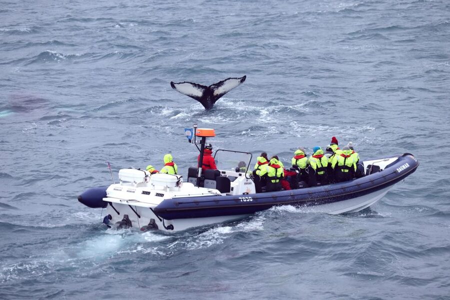 Reykjavik: Whale Watching Tour by RIB Boat - FAQ
