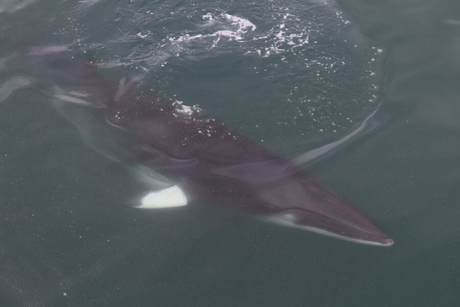 Reykjavik: Whale Watching Tour by RIB Boat - Akurey puffins in summer: short, scenic, and sometimes the best part