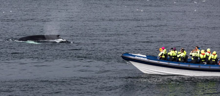 Reykjavik: Whale Watching Tour by RIB Boat - Price and value: what $194 buys beyond the boat ride
