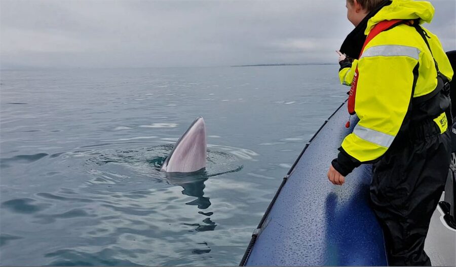 Reykjavik: Whale Watching Tour by RIB Boat - Who should book this RIB tour, and who should skip it