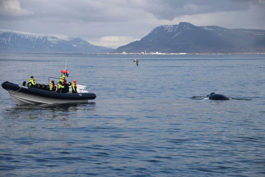 Reykjavik: Whale Watching Tour by RIB Boat - Tips to make your outing smoother, warmer, and more productive