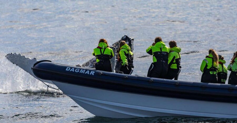 Reykjavik: Whale Watching Tour by RIB Boat - The 2-hour whale search: 32 knots, feeding grounds, and what you might actually see