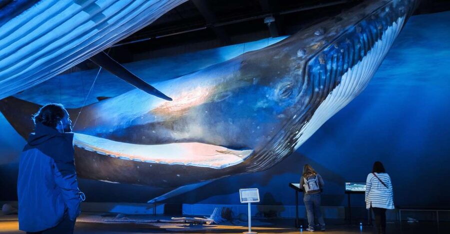 Reykjavik: Whale Watching Tour, Whales of Iceland Exhibition - Key points before you go