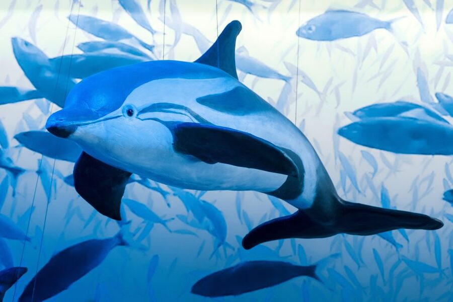 Reykjavik: Whale Watching Tour, Whales of Iceland Exhibition - Price and value at about $123 per person