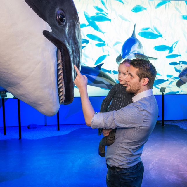 Reykjavik: Whale Watching Tour, Whales of Iceland Exhibition - Faxaflói Bay and the odds of seeing whales