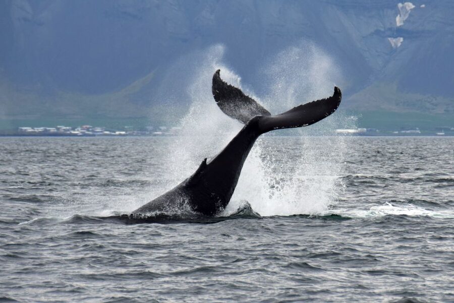 Reykjavik: Whale Watching Tour, Whales of Iceland Exhibition - What you might see: whales and more in Faxaflói Bay