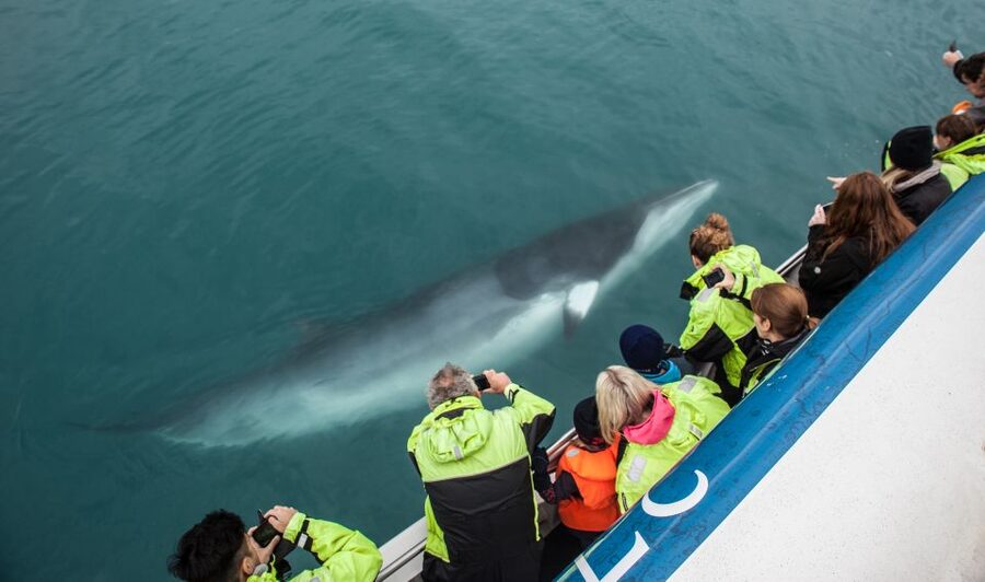 Reykjavik: Whale Watching Tour, Whales of Iceland Exhibition - Audio guides and VR headsets in multiple languages