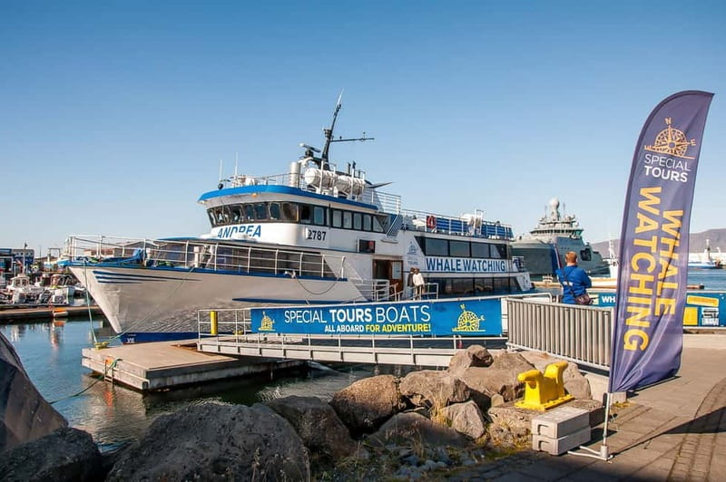 Reykjavik: Whale Watching Tour with Expert Guide - Key things that make this whale watch worth your time