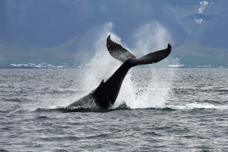 Reykjavik: Whale Watching Tour with Expert Guide - Old Harbour start, and boarding the Andrea whale watching ship