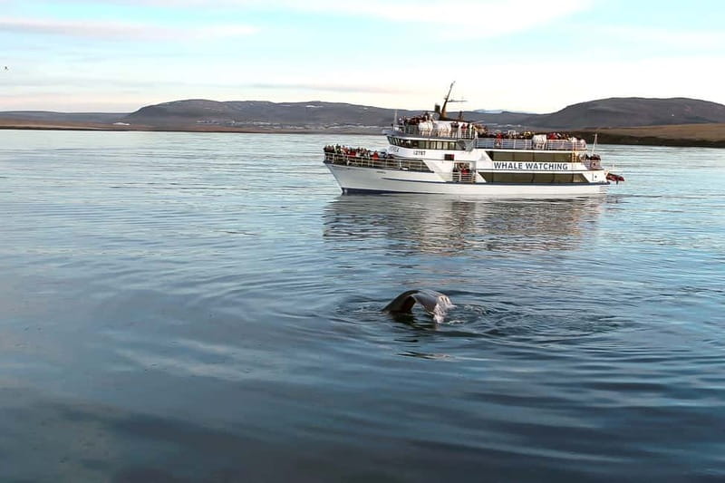 Reykjavik: Whale Watching Tour with Expert Guide - The comfort system: heated indoors, 360-degree views, and overalls