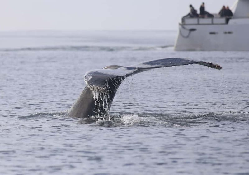 Reykjavik: Whale Watching Tour with Expert Guide - Price and value: what 90 dollars buys you (and what it does not)