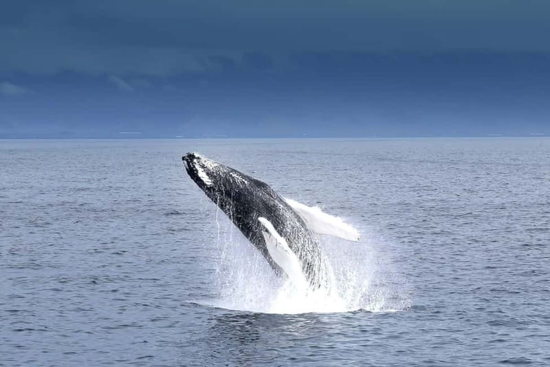 Reykjavik: Whale Watching Tour with Expert Guide - Cruising Faxaflói Bay: what you can spot and why it matters