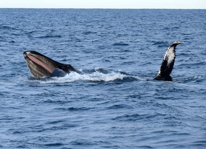 Reykjavik: Whales and Puffins Express Cruise Combo Tour - Scheduling Options: Three Ways to Fit Puffins and Whales Together
