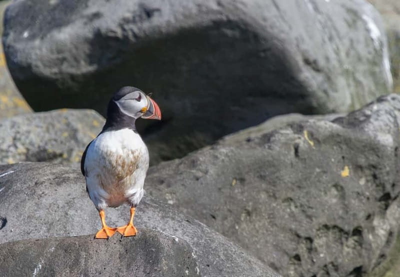 Reykjavik: Whales and Puffins Express Cruise Combo Tour - Reykjavík Harbor to Faxaflói Bay, a Two-Part Wildlife Day